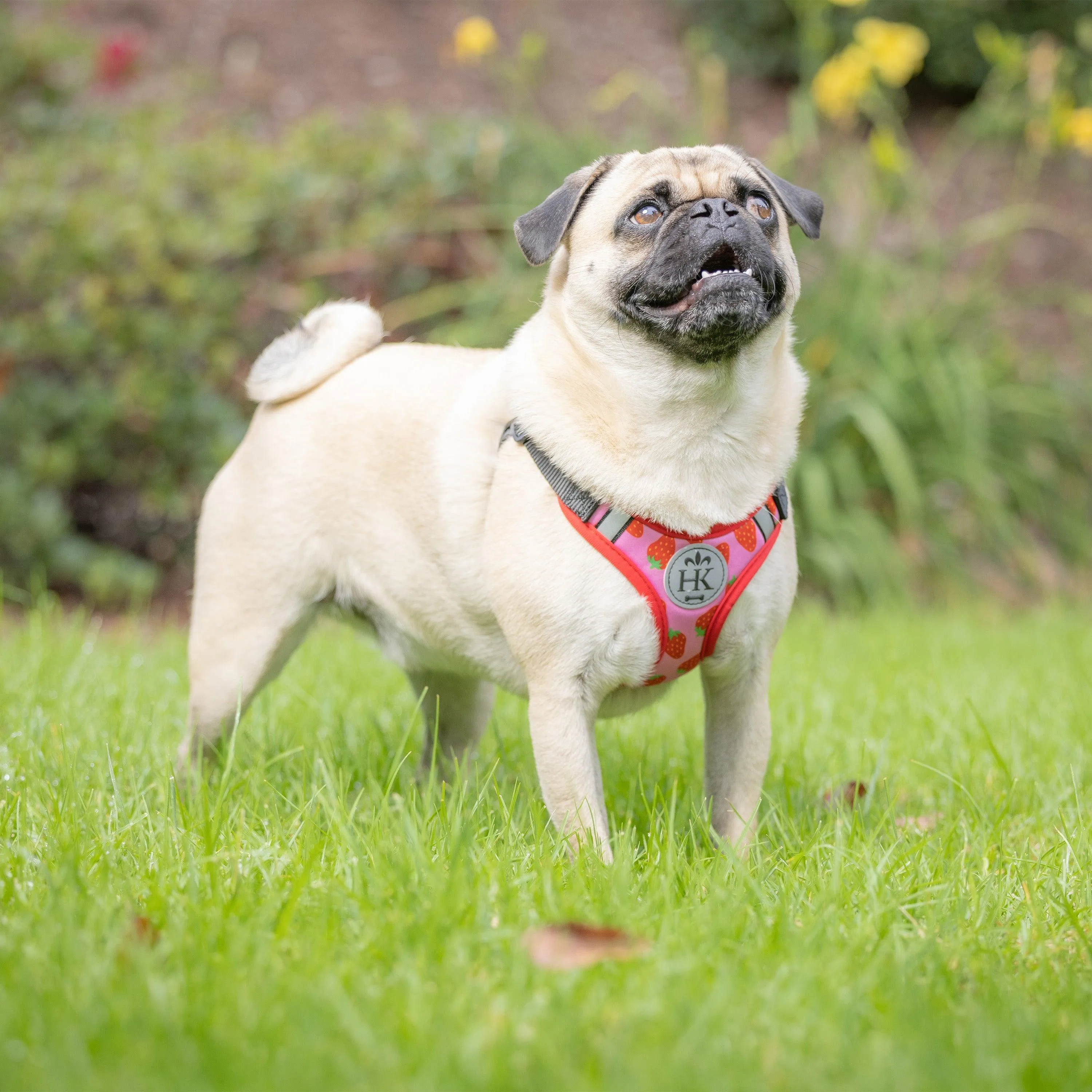 Scout Harness (Patterned)