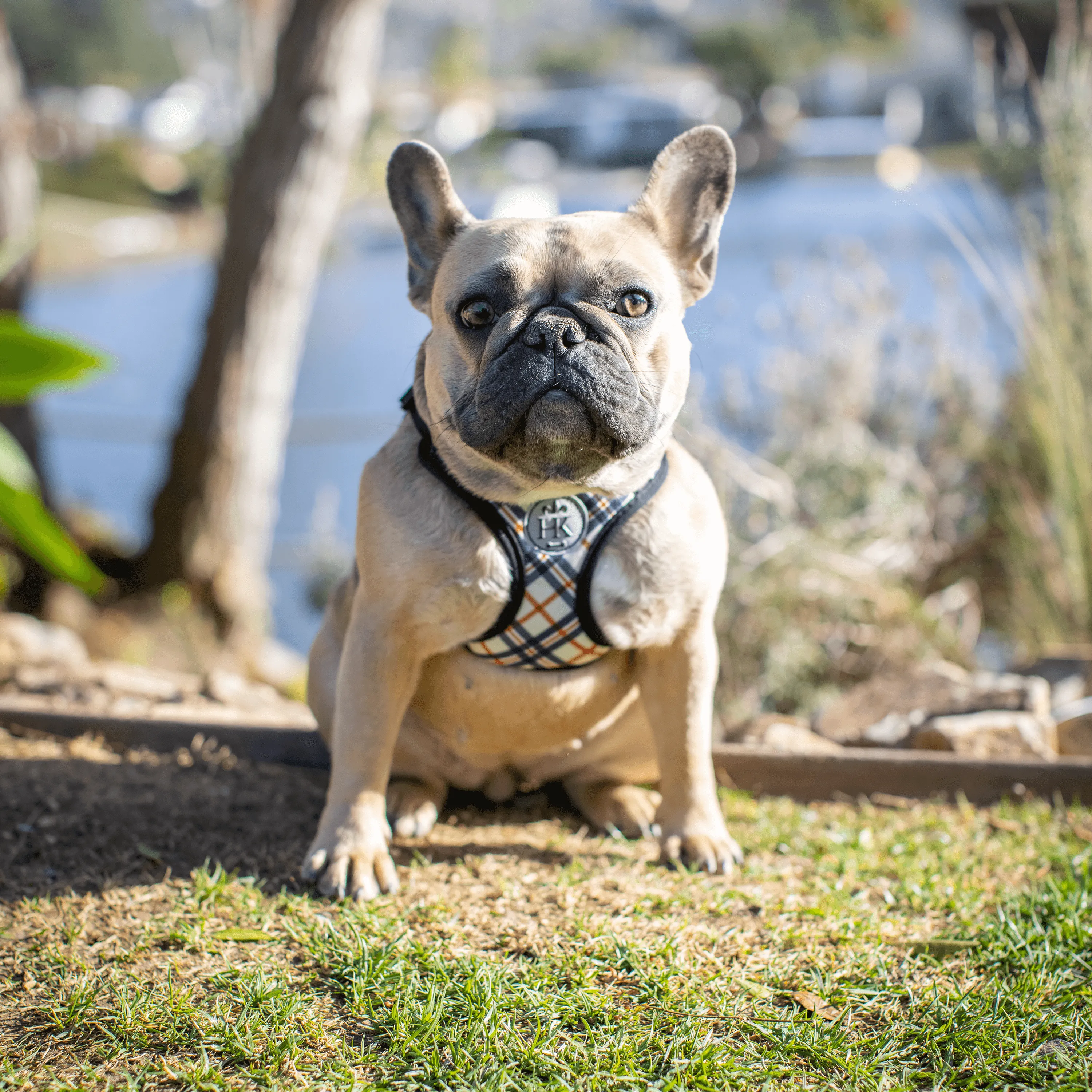 Scout Harness (Patterned)