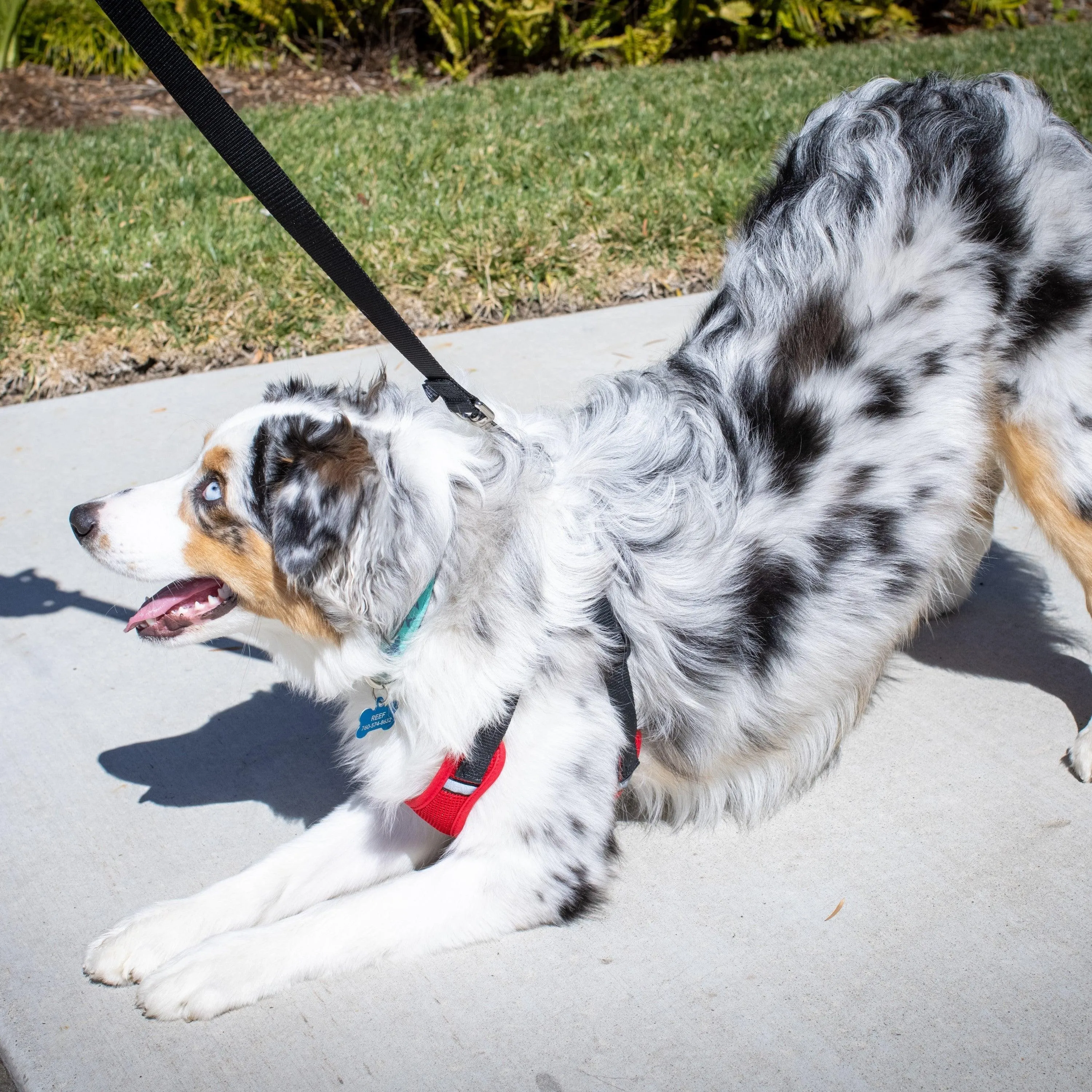 Scout Harness (Patterned)