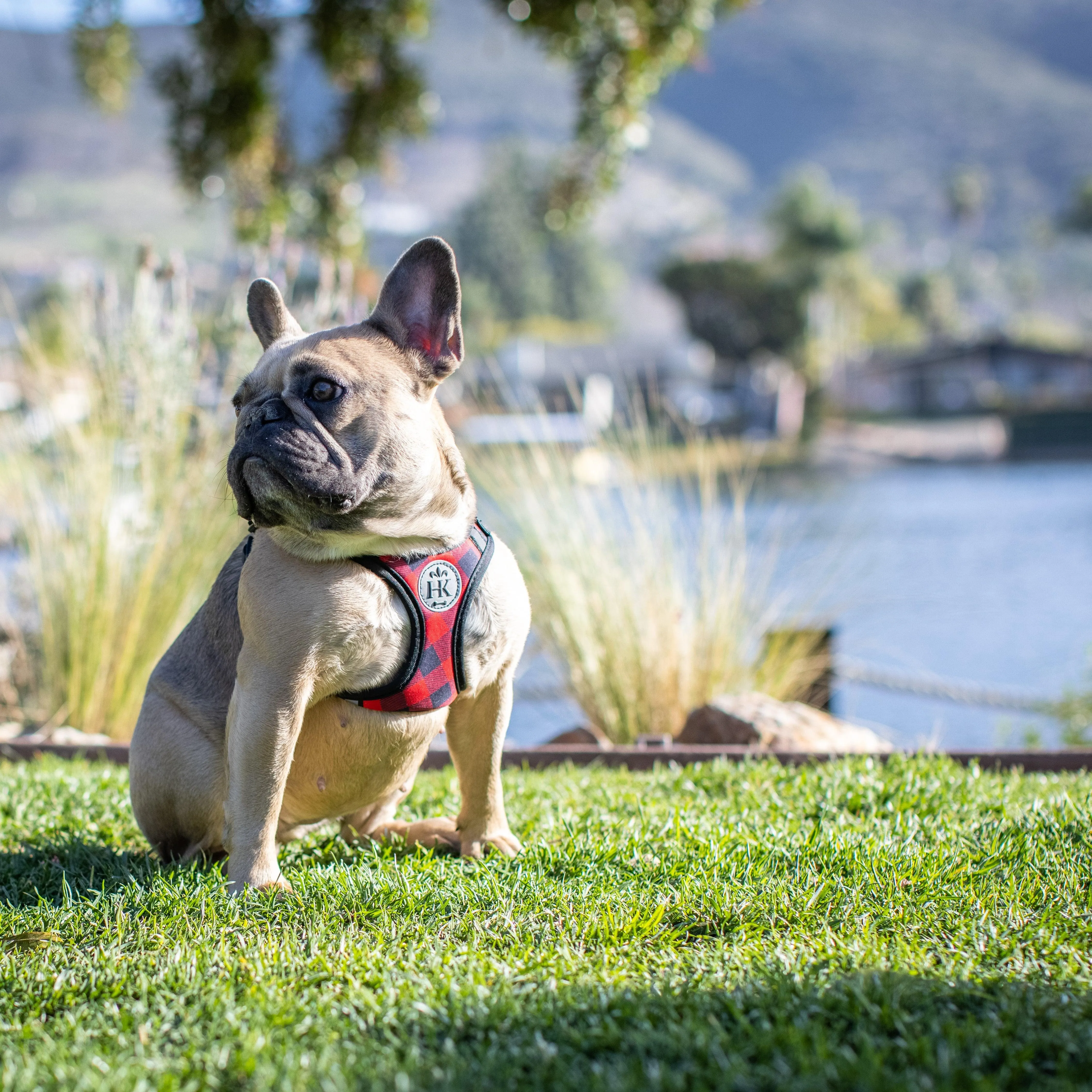 Scout Harness (Patterned)